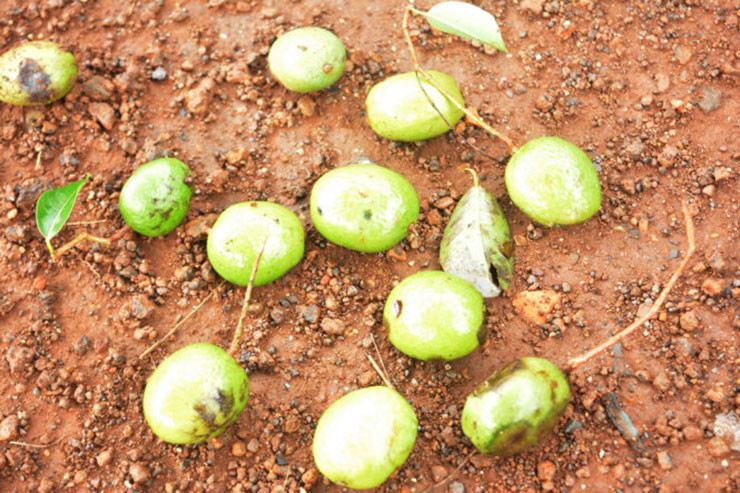 Hiện nay, cây kơ nia đã bị chặt phá nhiều nên lượng hạt đôi khi không cung ứng đủ cho nhu cầu ngày càng tăng của khách hàng, đặc biệt là vào các dịp lễ, Tết.