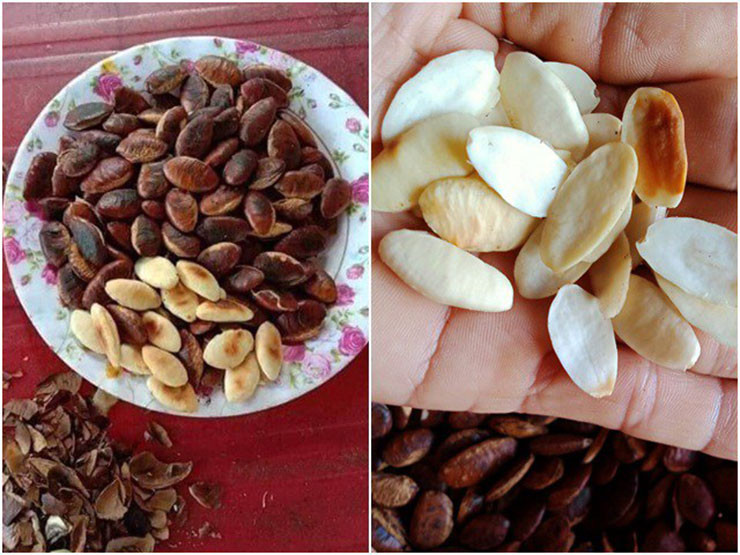 Đặc biệt, hạt Kơ nia hot vào mỗi dịp Tết thay cho hạt dưa, hạt bầu vì lạ lẫm và hương vị thơm ngon. Nhiều người thấy tò mò nên mua về ăn thử và đãi khách