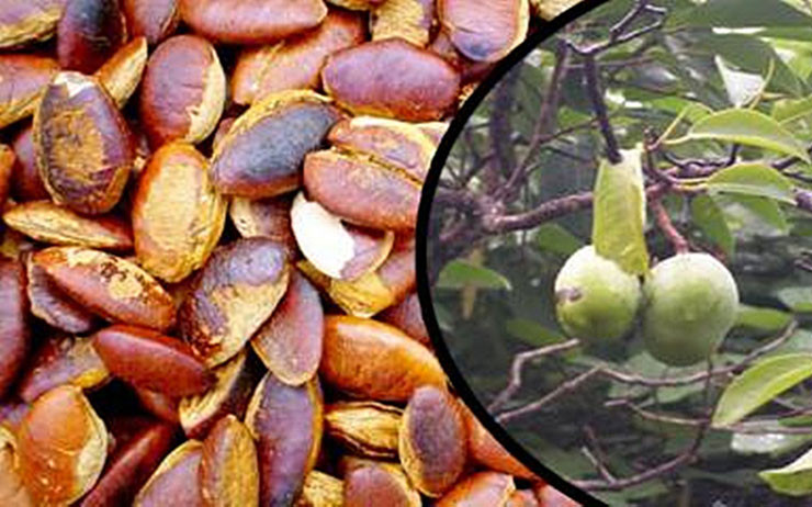 Công việc nhặt hạt Kơ nia không nặng nhọc, nhưng phải vượt đồi, vượt suối mới có thể đến được những cây Kơ nia