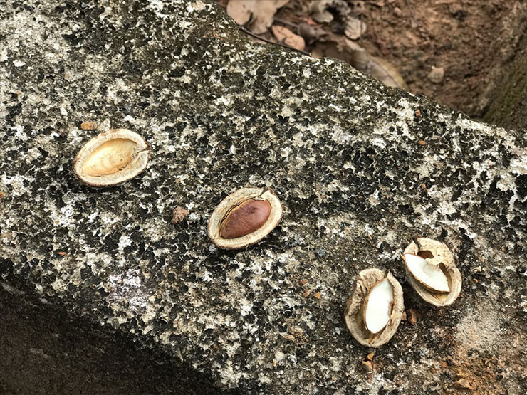 Hạt của cây của Kơ nia cũng là một món ngon tuổi thơ của người dân Tây Nguyên. Chỉ cần chẻ đôi lớp vỏ bọc cứng bên ngoài là lấy được phần nhân hạt