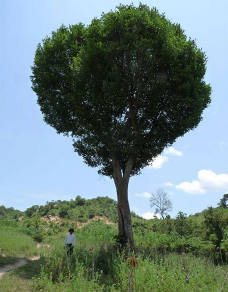 Thu moc dai xua rung day goc, dan nhat ve ban 200.000 dong/kg