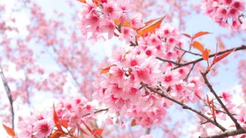 Tiếp theo hãy cùng xem những ngày nào trong âm lịch sinh ra là những người làm ăn phát tài, luôn có quý nhân phù trợ?