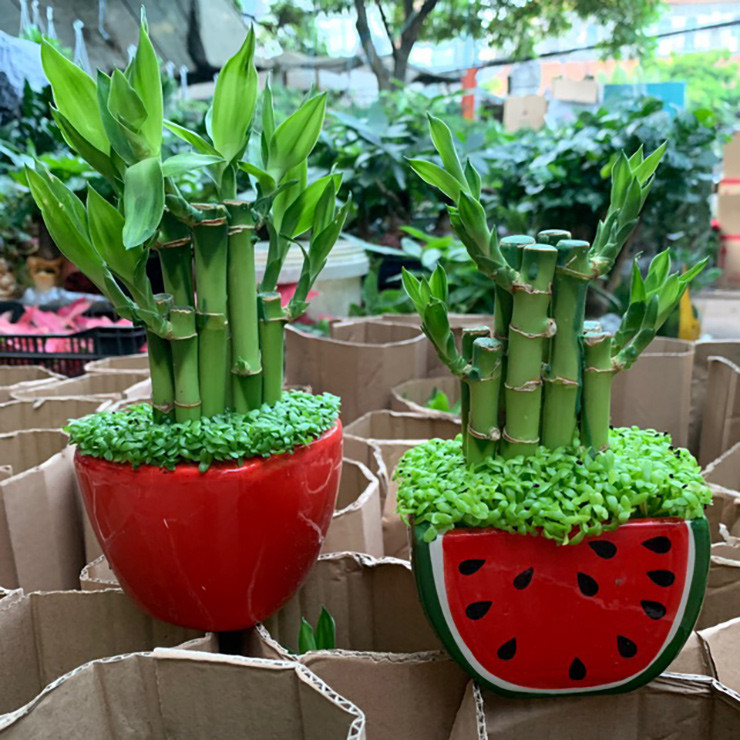 Bạn nên đặt chậu trúc này ở bàn làm việc hoặc trang trí trong nhà, ở gần cửa sổ để mở ra năng lượng tích cực.