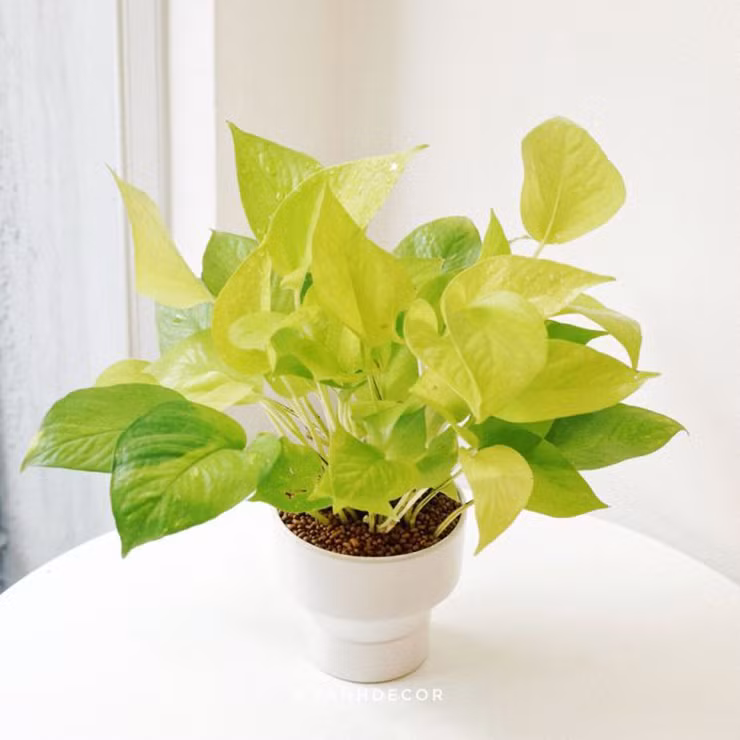 Cây trầu bà vàng là một loại thực vật trong họ Ráy. Đây là cây phong thủy nổi tiếng có thể sinh sôi nảy nở ở hầu hết mọi nơi.