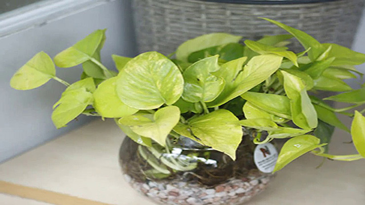 Hơn nữa, loại cây này còn dễ chăm sóc và nhân giống