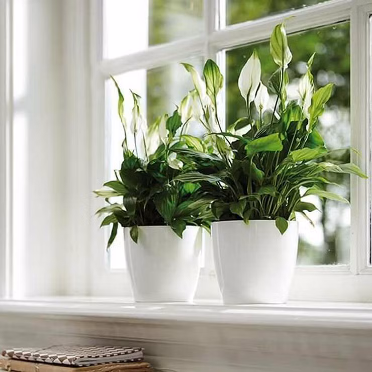 Cây lan ý là một trong những loại cây có tác dụng thanh lọc không khí trong nhà, phù hợp nhất cho khu vực làm việc, nơi có năng lượng kém