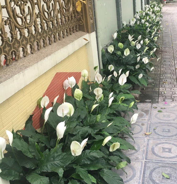 Về giá cả, cây lan ý có nhiều mức, từ vài chục đến vài trăm nghìn đồng, phù hợp với mọi túi tiền