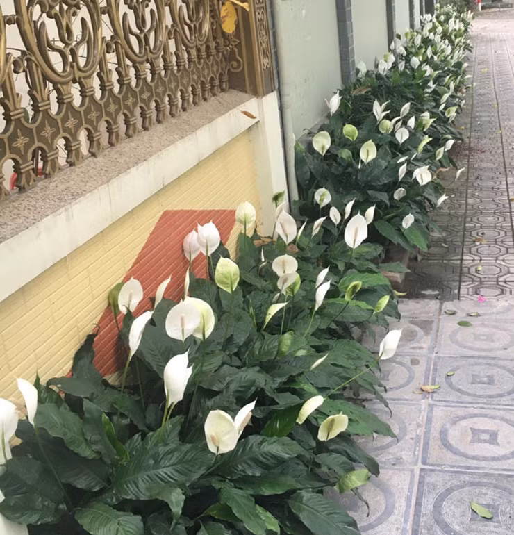 Về giá cả, cây lan ý có nhiều mức, từ vài chục đến vài trăm nghìn đồng, phù hợp với mọi túi tiền