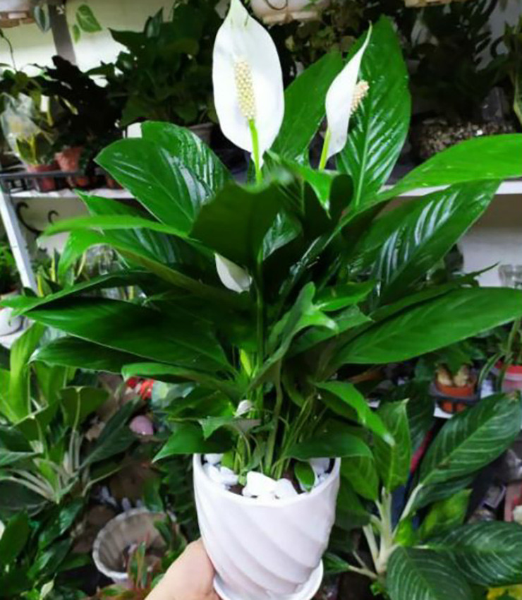 Cây giống như “rồng xanh” tượng trưng cho sự phát triển sự nghiệp của bạn.