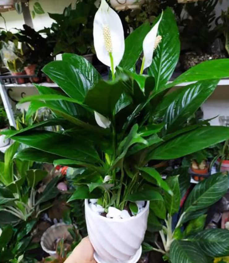 Cây giống như “rồng xanh” tượng trưng cho sự phát triển sự nghiệp của bạn.