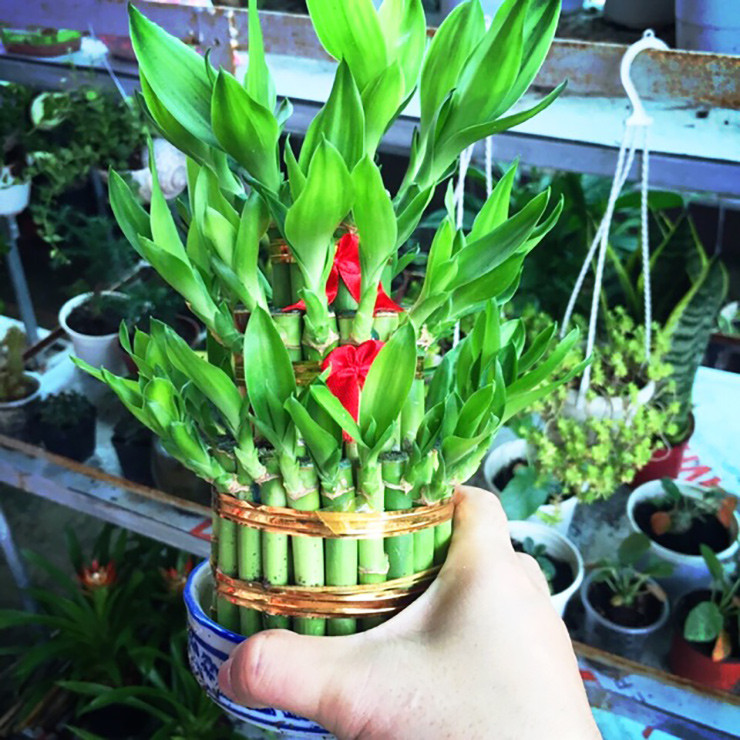 Trên thị trường, cây trúc này có giá từ 70.000 đồng đến 400.000 đồng tùy vào kích cỡ, kiểu dáng để khách hàng lựa chọn