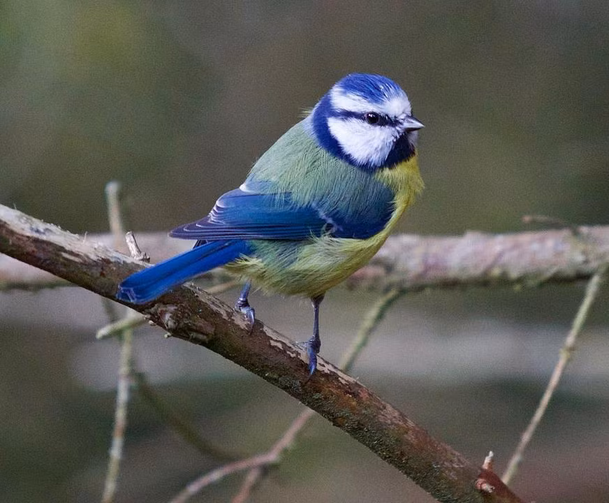 Tuoi Suu sinh thang may Am lich at co quy nhan phu tro ca doi?-Hinh-4