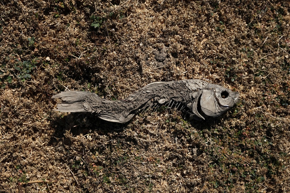 Một trảng đất rộng, khô và nứt nẻ - trước đây là lòng hồ - giờ đầy xương cá chết. Ảnh: Reuters.