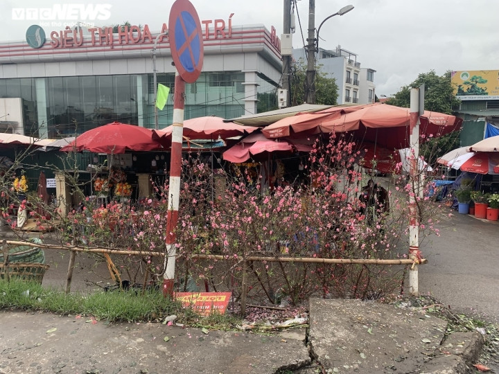 Những bông hoa đào đang độ chín, nở đỏ rực, khiến cả con phố ngập trong sắc màu ngày Tết.