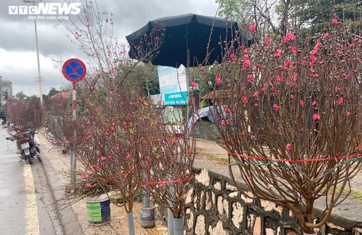 “Trong Tết đã bán kém rồi, nói gì đến vụ đào ra Giêng. Đấy, cả phố ngập đào mà có mấy khách mua đâu”, ông Thành than.