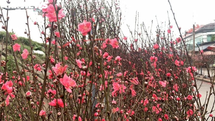 Năm nay thời tiết lạnh hơn nên đến Rằm tháng Giêng, đào Nhật Tân vẫn đang tươi thắm. Hàng nghìn cành đào lớn nhỏ đua nhau khoe sắc, đỏ rực con phố dọc phía trước chợ hoa Quảng Bá và Quảng An (quận Tây Hồ, Hà Nội).