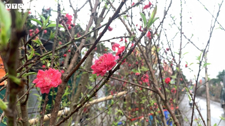 Cành đào có đầy đủ hoa, nụ, lộc.