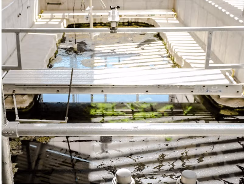 Loài cá bí ẩn chi phí bảo tồn lên tới hơn 90 tỷ đồng - Hình 4 Loai ca bi an chi phi bao ton len toi hon 90 ty dong-Hinh-4