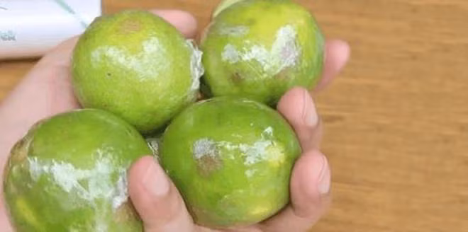 Bao quan chanh tuoi ca thang khong hong, giup cac F0 luon co de dung-Hinh-2