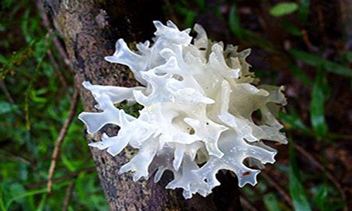 Phụ nữ u30 ăn thường xuyên 4 thực phẩm này giúp bổ sung collagen và estrogen Phu nu u30 an thuong xuyen 4 thuc pham nay giup bo sung collagen va estrogen