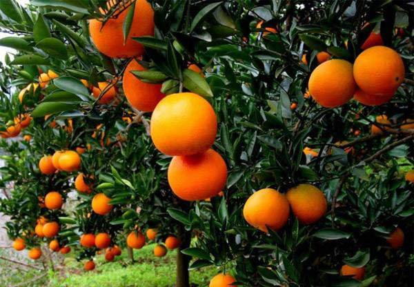 Cổ nhân dạy: Trồng 7 loại cây này trước sân nhà, gia đạo bình an - Hình 4 Co nhan day: Trong 7 loai cay nay truoc san nha, gia dao binh an-Hinh-4