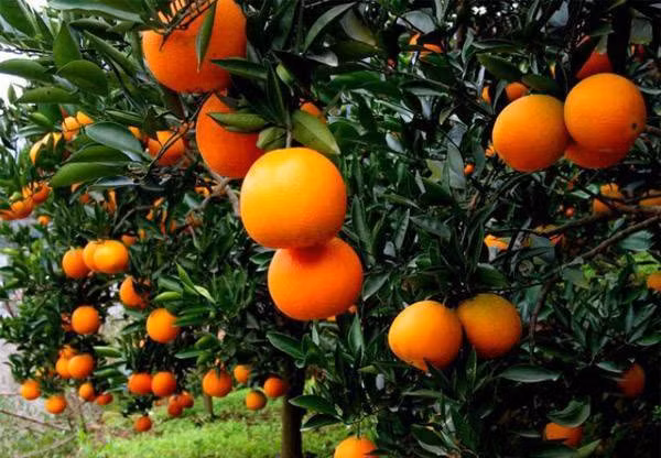 Co nhan day: Trong 7 loai cay nay truoc san nha, gia dao binh an-Hinh-4