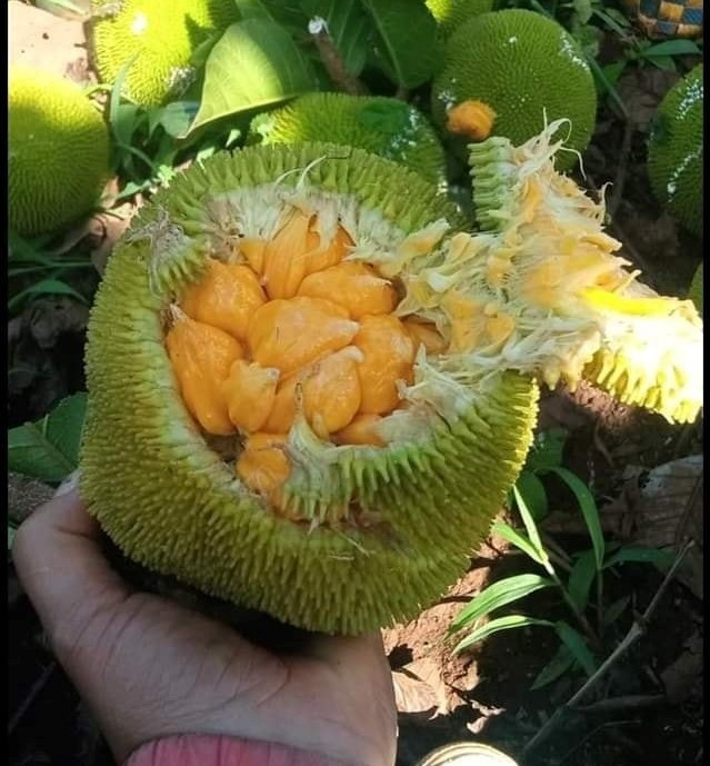 An thu loai mit la be bang nam tay, gia cao gap 5 lan mit Thai