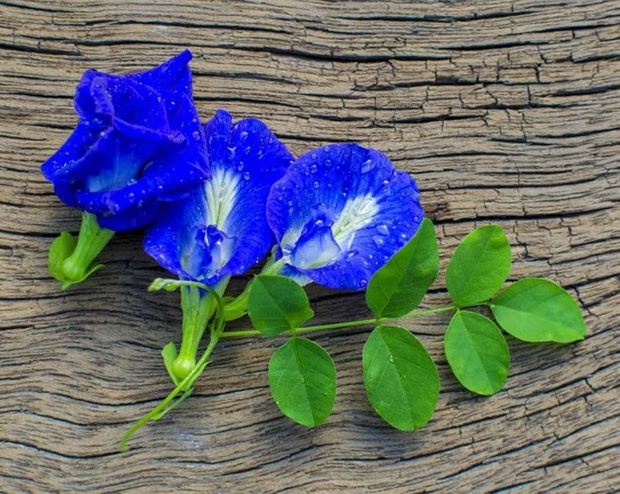 Mật ong kết hợp với loại hoa này giúp tiêu mỡ, giảm cân Mat ong ket hop voi loai hoa nay giup tieu mo, giam can