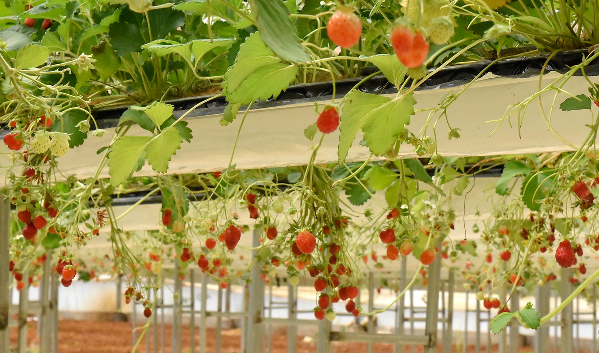 Hay tham quan, trải nghiệm tại các vườn dâu tây chín mọng trĩu quả.