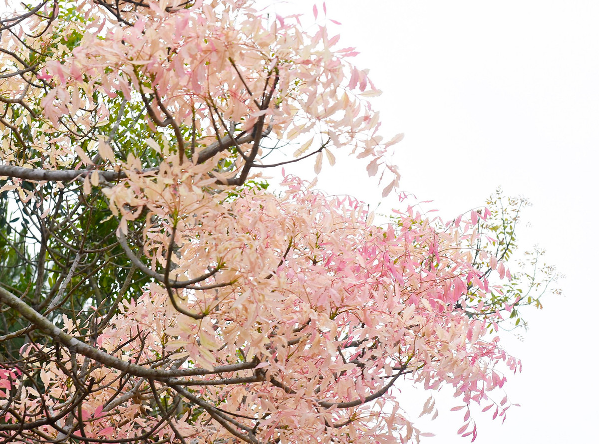 Thời khắc giao mùa, cây xà cừ, bằng lăng dọc theo các tuyến phố thay lá, đâm chồi nảy lộc, tạo không gian thiên nhiên độc đáo.