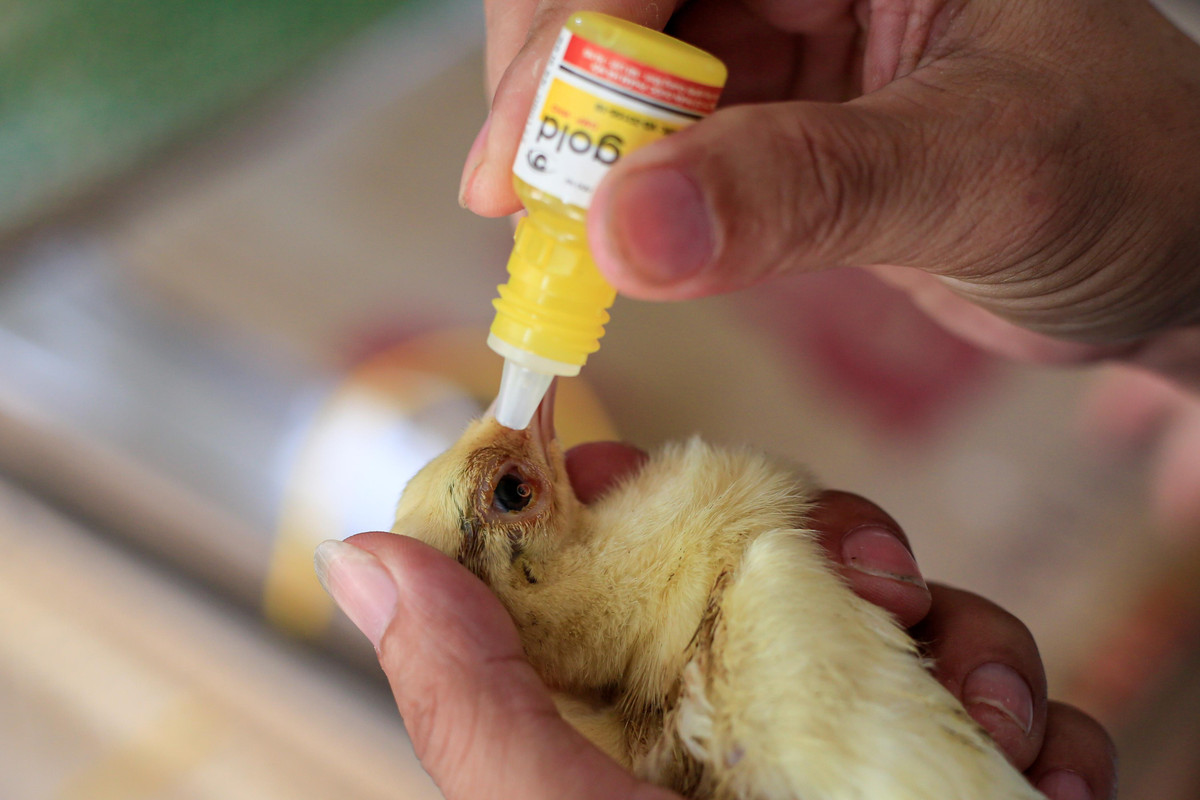 Chàng trai bỏ việc về quê lập trang trại nuôi chim công ảnh 7