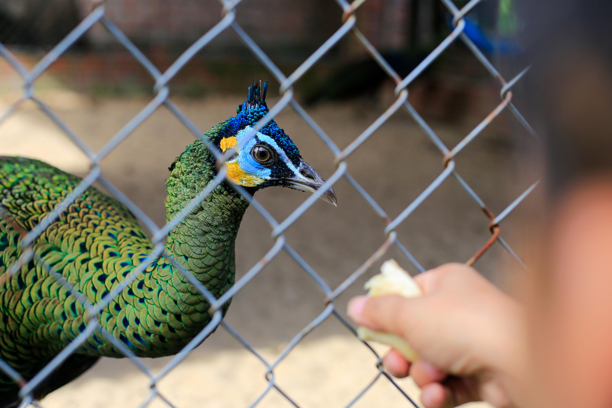 Chàng trai bỏ việc về quê lập trang trại nuôi chim công ảnh 6