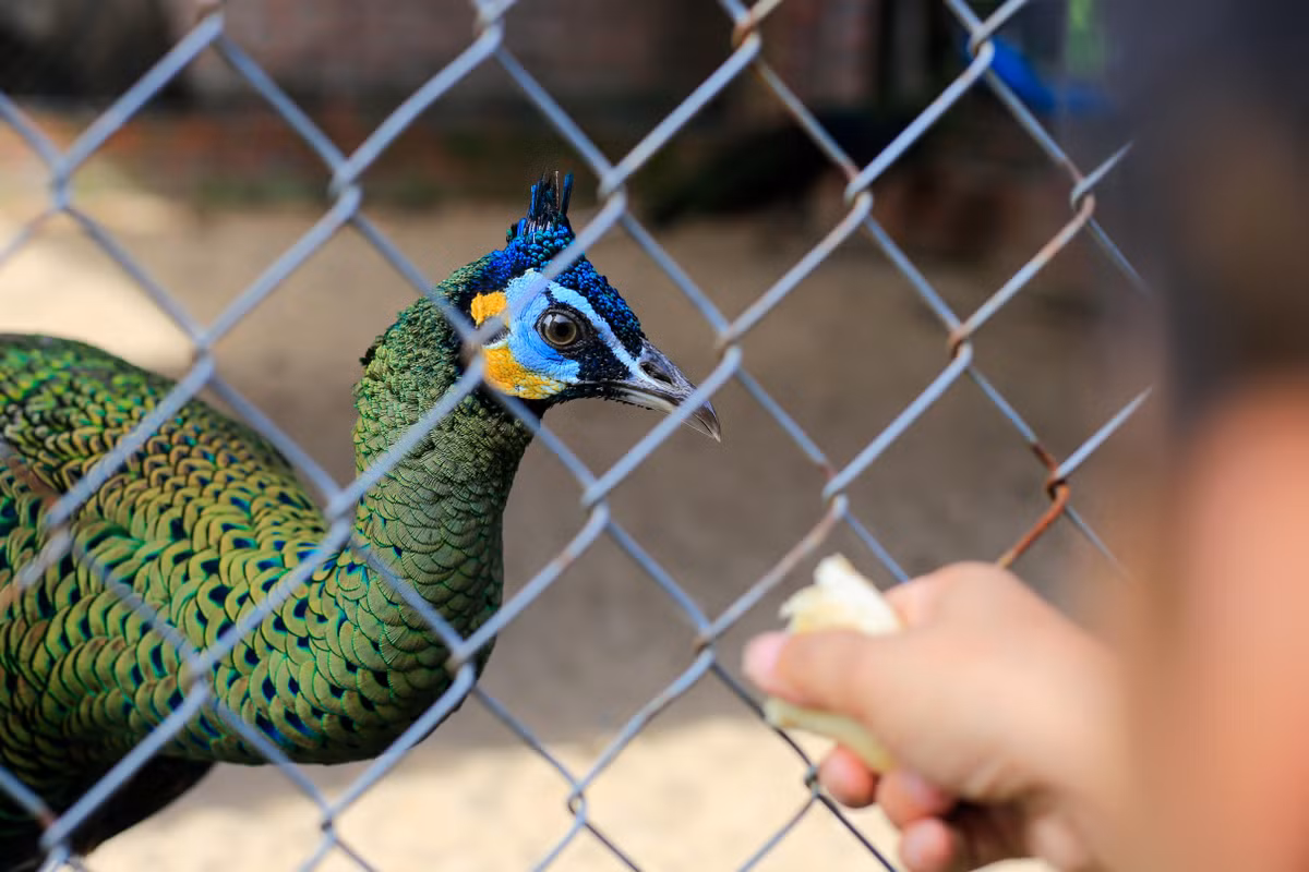 Chàng trai bỏ việc về quê lập trang trại nuôi chim công ảnh 6