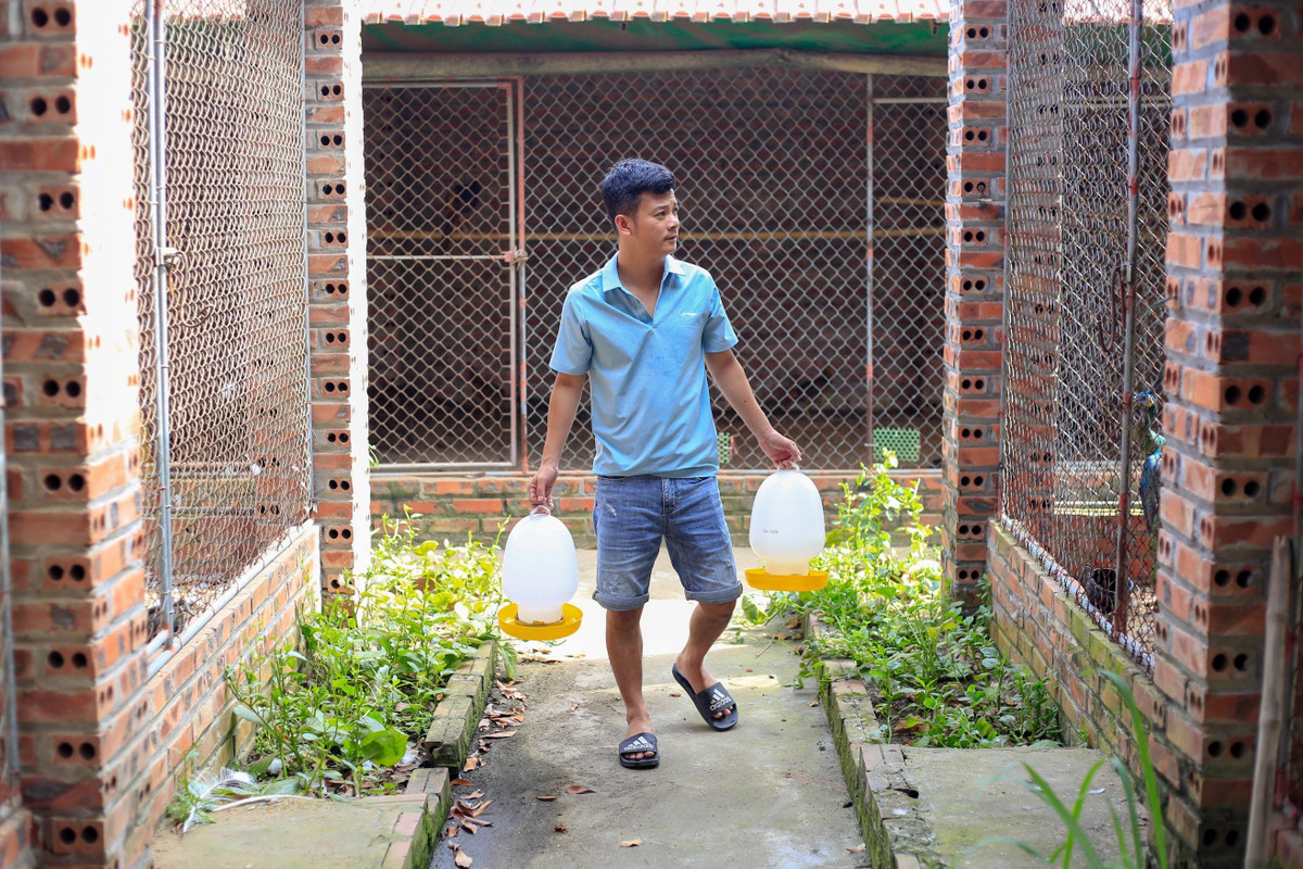 Chàng trai bỏ việc về quê lập trang trại nuôi chim công ảnh 2