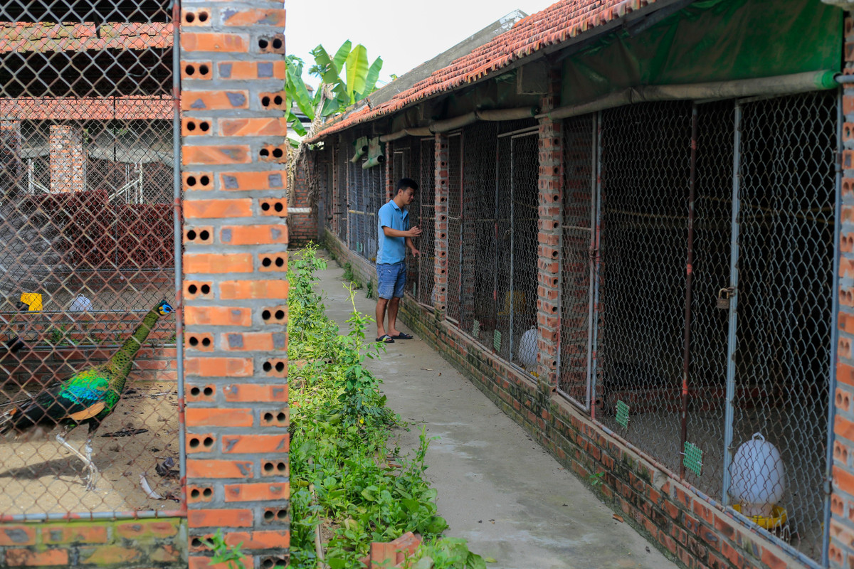 Chàng trai bỏ việc về quê lập trang trại nuôi chim công ảnh 1