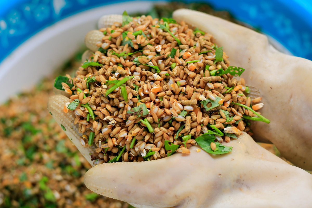 Chàng trai bỏ việc về quê lập trang trại nuôi chim công ảnh 4