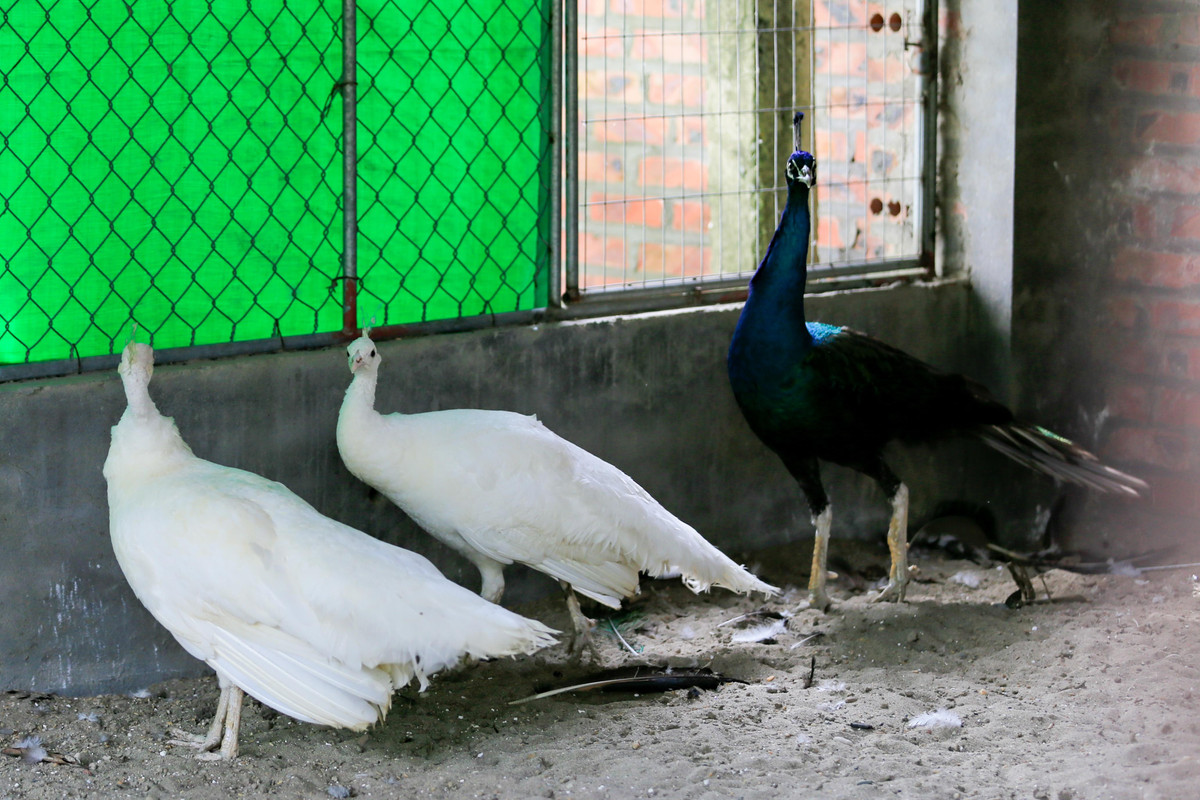 Chàng trai bỏ việc về quê lập trang trại nuôi chim công ảnh 3