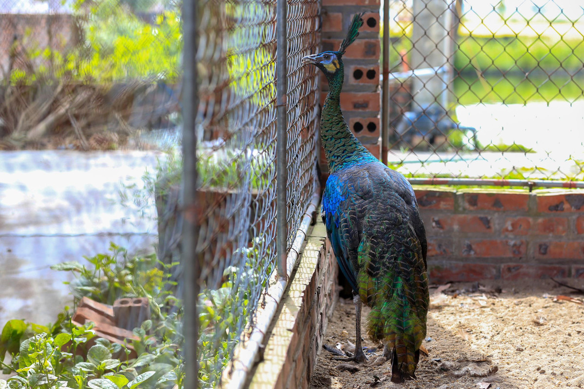 Chàng trai bỏ việc về quê lập trang trại nuôi chim công ảnh 10