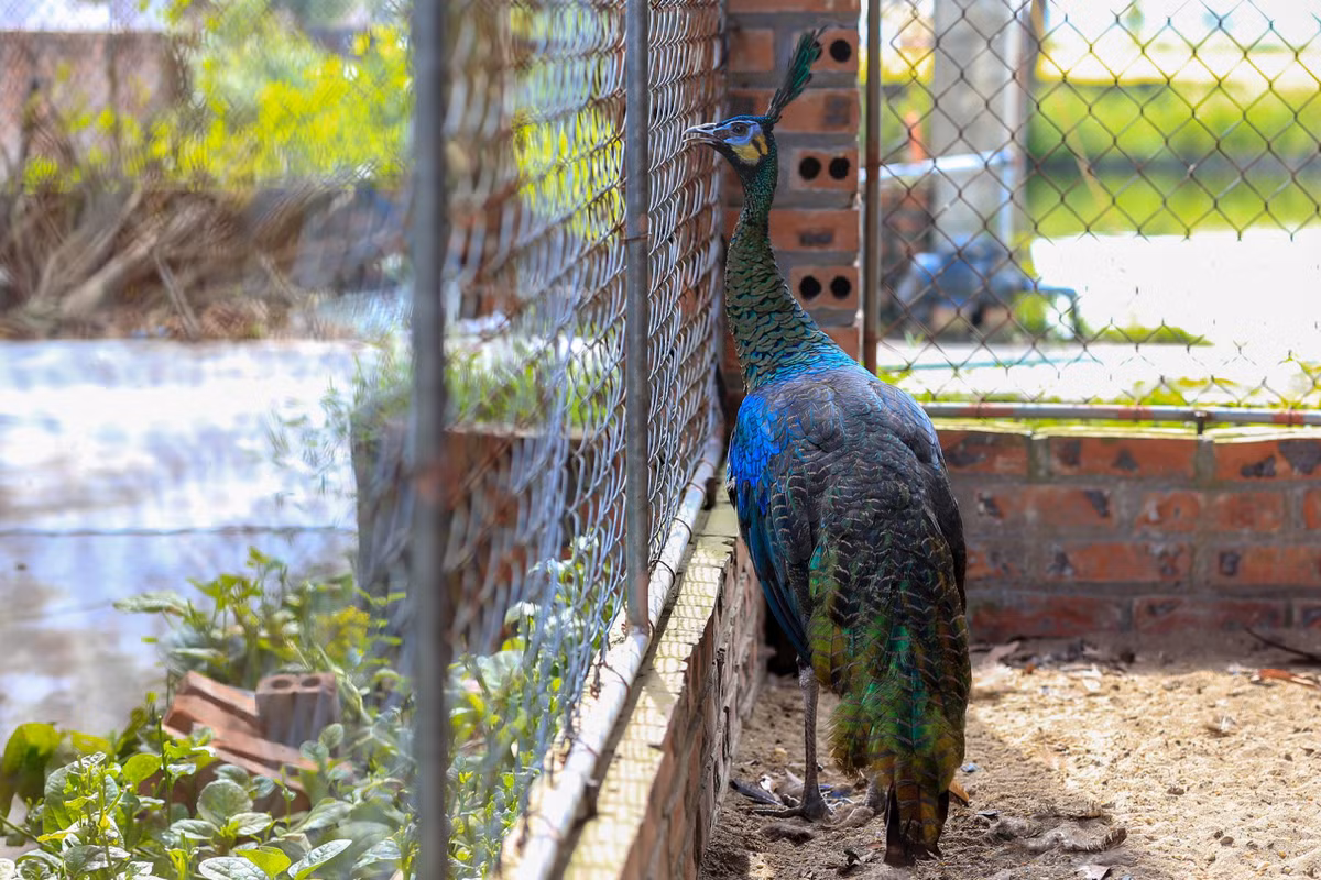 Chàng trai bỏ việc về quê lập trang trại nuôi chim công ảnh 10