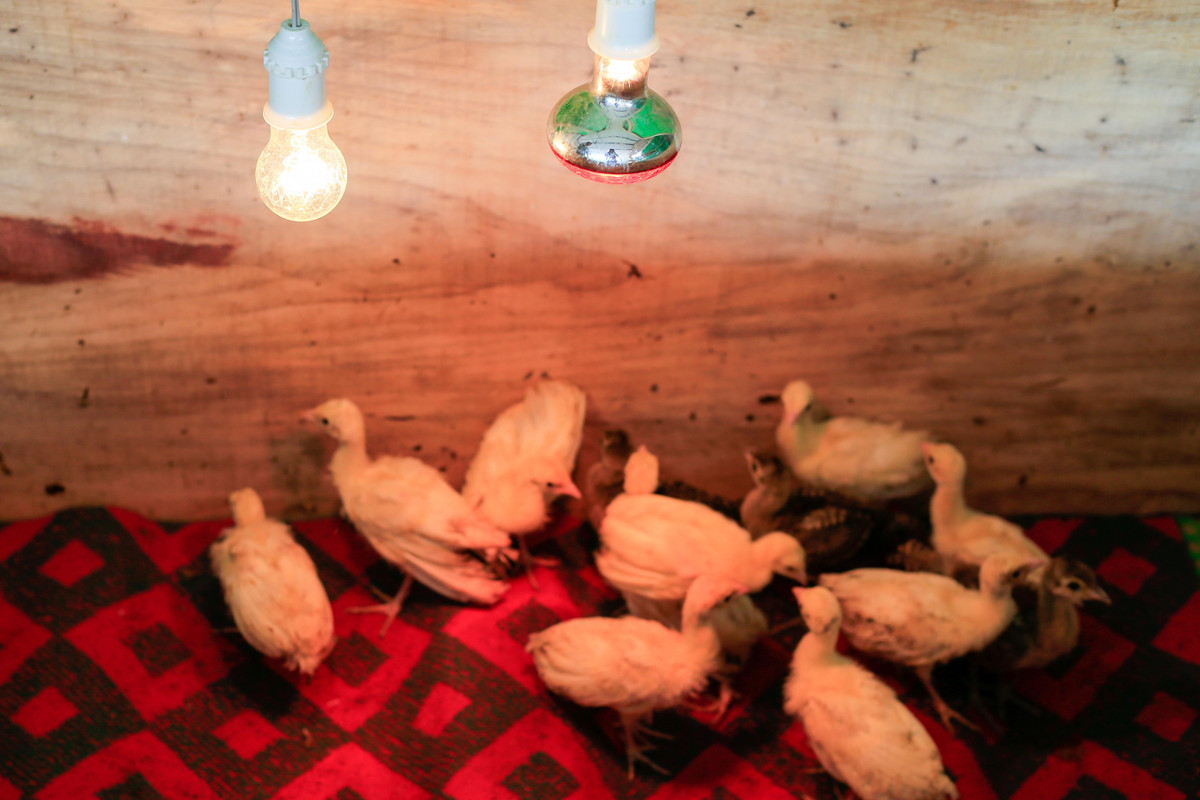 Chàng trai bỏ việc về quê lập trang trại nuôi chim công ảnh 8