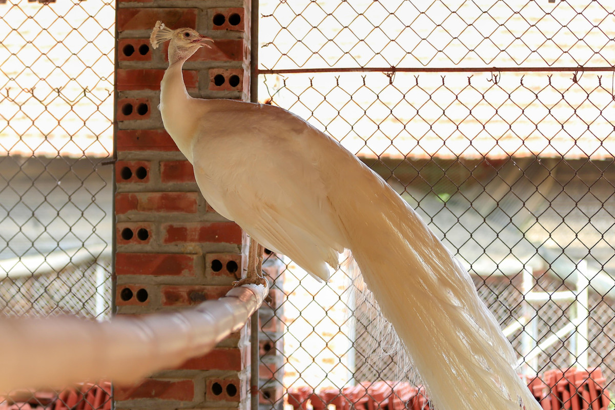 Chàng trai bỏ việc về quê lập trang trại nuôi chim công ảnh 11