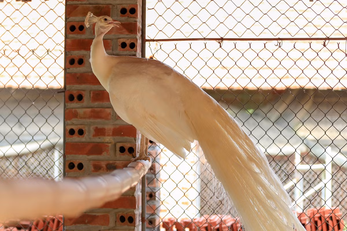 Chàng trai bỏ việc về quê lập trang trại nuôi chim công ảnh 11