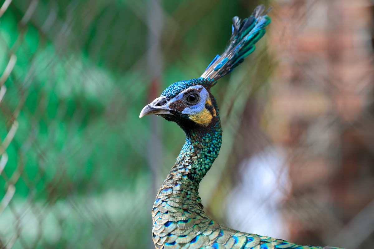 Chàng trai bỏ việc về quê lập trang trại nuôi chim công ảnh 9