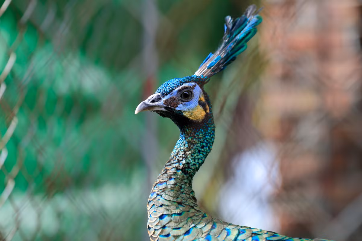 Chàng trai bỏ việc về quê lập trang trại nuôi chim công ảnh 9