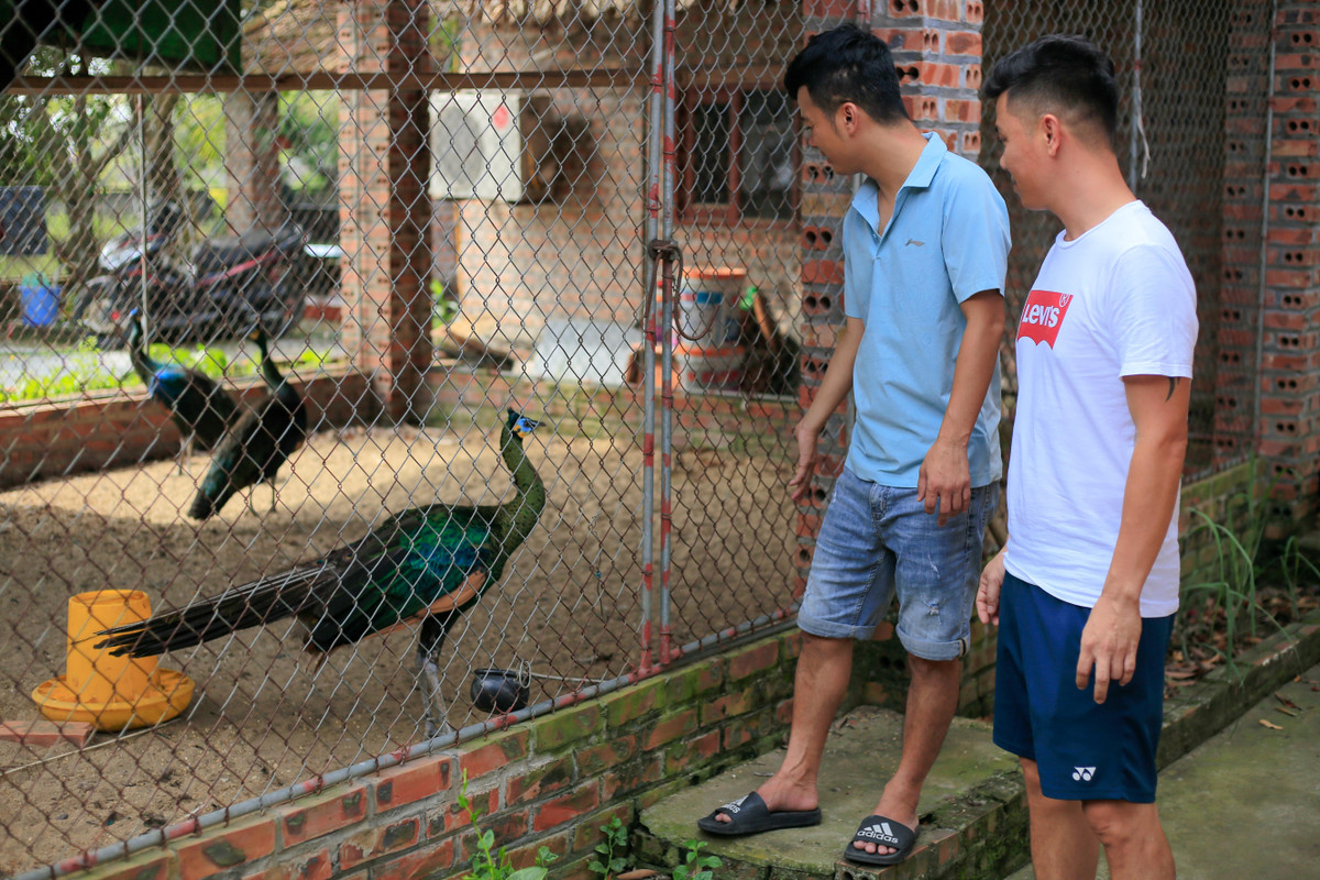 Chàng trai bỏ việc về quê lập trang trại nuôi chim công ảnh 12