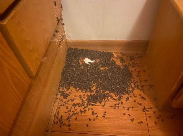 Kinh hoang dam sinh vat luc nhuc trong nha, hoi so sau xem la ngat-Hinh-3