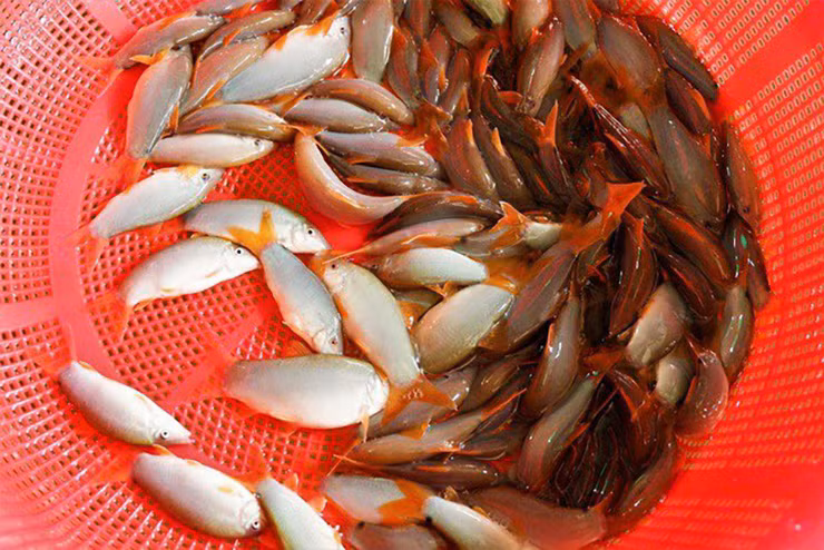 Thịt cá thơm ngon, da dầy, rất béo, được mọi người ưa chuộng nên có giá khá cao.