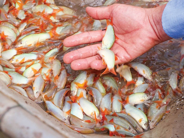 Cá heo nuôi từ khoảng 7-10 tháng là có thể bán thương phẩm