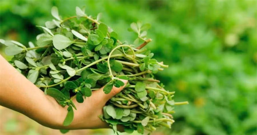 3 loai rau duoc ton la “rau truong tho”, o Viet Nam moc day ma khong biet