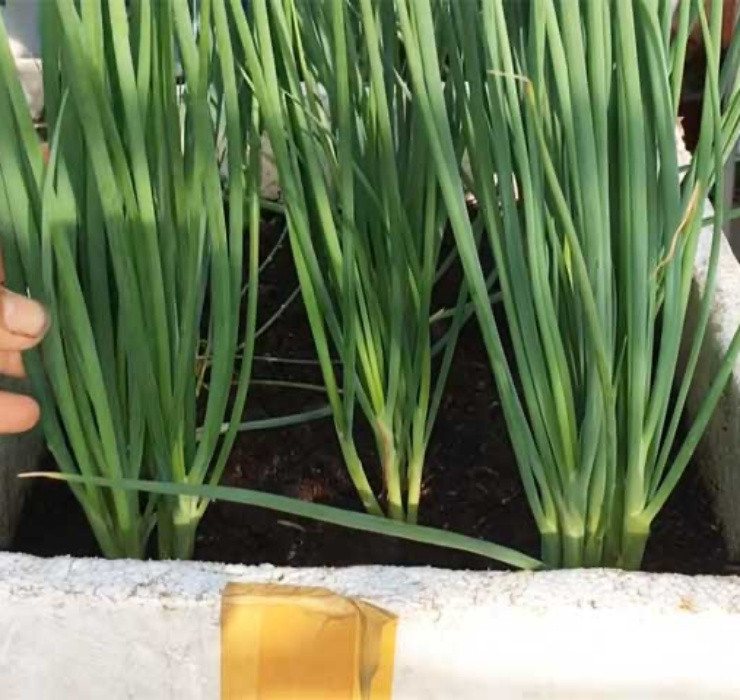 Nhờ khả năng phát triển tốt, hành lá thậm chí còn được nhiều hộ gia đình trồng và thu hoạch ngay tại nhà.